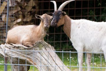 Unsere Tiere